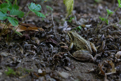 High angle view of dry leaves on field