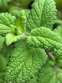 Close-up of fresh green leaves