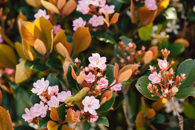 Close-up of pink flowering plants