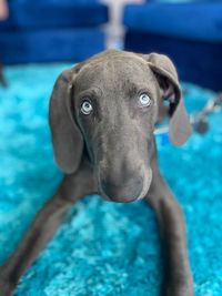 Close-up of weimaraner dog. 