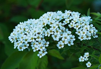 Close-up of white flowering plant
