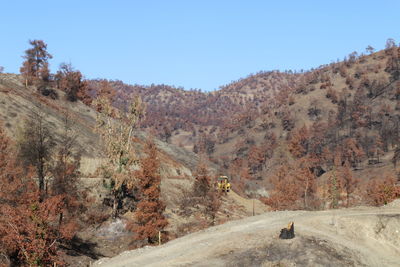 Road amidst trees against clear sky