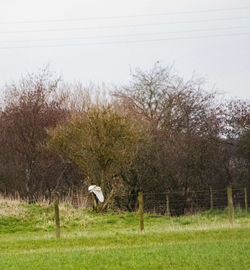 View of bird on field