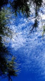 Low angle view of trees against sky