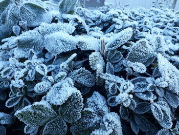 Full frame shot of plants