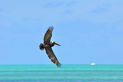 Birds flying over white background