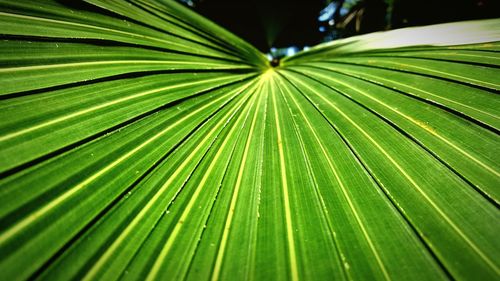 Full frame shot of green leaves