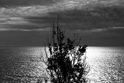 Tree by lake against sky