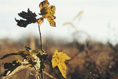 Close up of plant