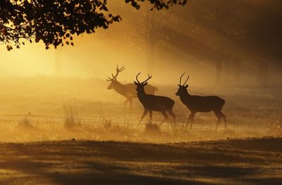 Early mornin g red deer in a light mist