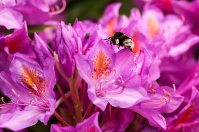 Close-up of bee pollinating on pink flower