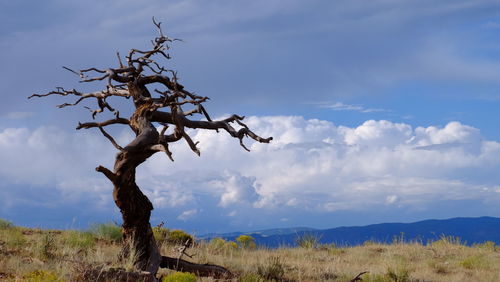 Low angle view of tree against sky