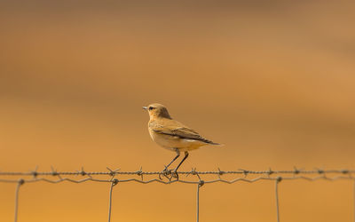 Close-up of bird perching on a fence