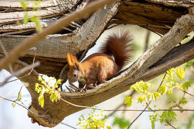 Close-up of squirrel