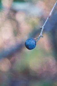 Close up of berry outdoors