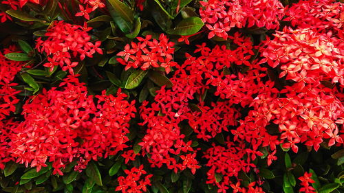 Close-up of pink flowering plants