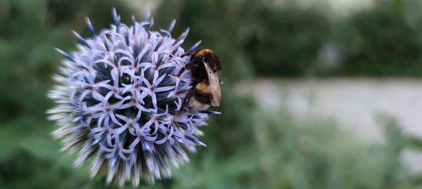 Close-up of honey bee pollinating on flower