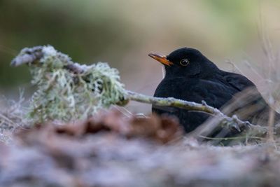 Close-up of a blackbird on a frosty morning in sweden.