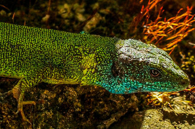 Close-up of lizard