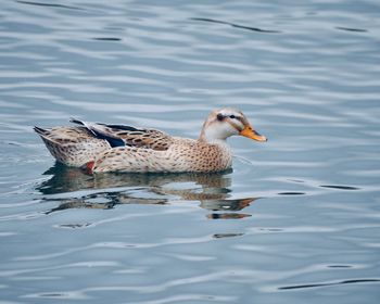 Duck swimming in a lake