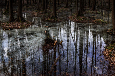 Reflection of trees in forest