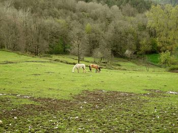 Horses grazing on field