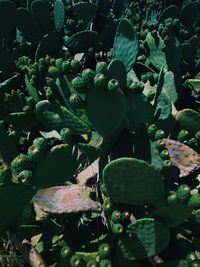 Close-up of succulent plant