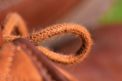 Close-up of brown shoe lace