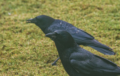 Close-up of bird perching on a field
