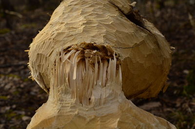 Close-up of mushroom growing on tree trunk