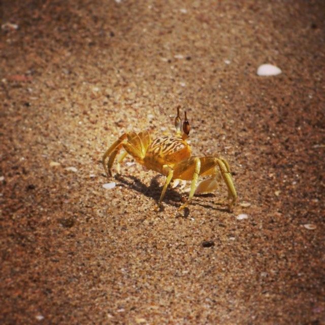 animal themes, animals in the wild, wildlife, one animal, insect, high angle view, close-up, nature, selective focus, zoology, full length, no people, outdoors, day, crab, animal antenna, sunlight, sand, animal, ground