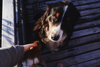 Close-up of woman holding dog