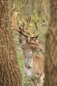 Close-up of deer on tree