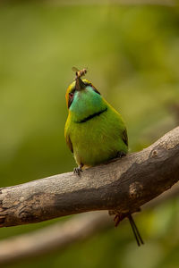 Close-up of bird perching on branch