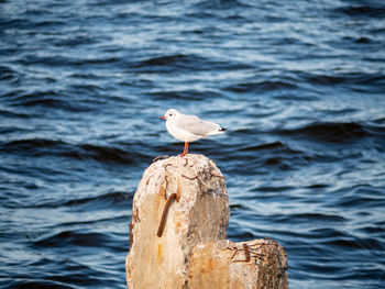 Seagull perching on wooden post