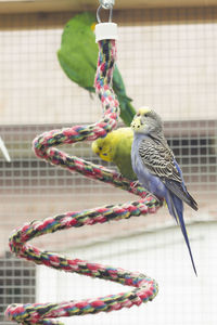 Close-up of parrot perching on floor