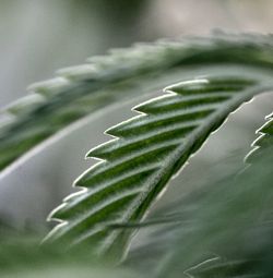 Close-up of plant leaves