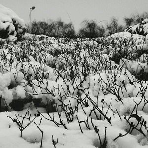 Bare trees on snow covered field