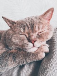 Close-up of a sleeping cat