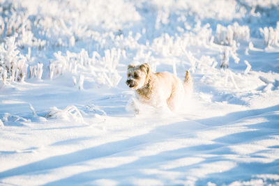 View of dog on snow covered field