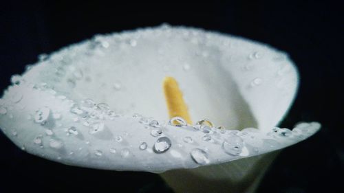 Close-up of wet calla lily against black background