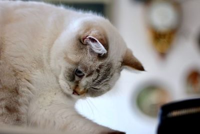 Close-up of a cat with eyes closed