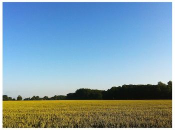 Scenic view of field against clear sky