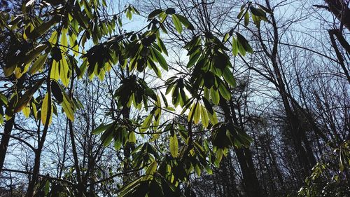 Low angle view of trees