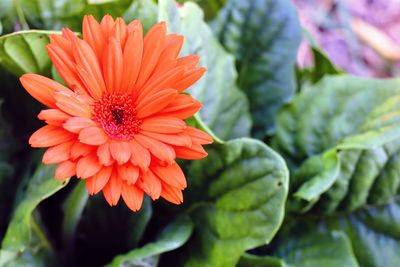 Close-up of orange flower