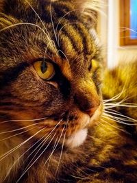 Close-up of cat