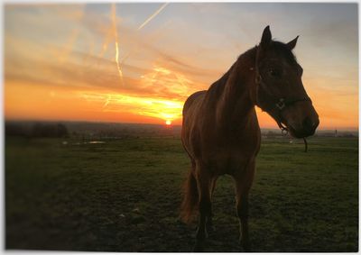 Dog on field at sunset