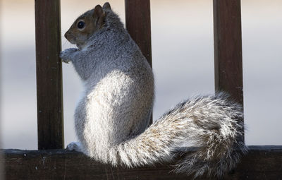 Close-up of squirrel on wood