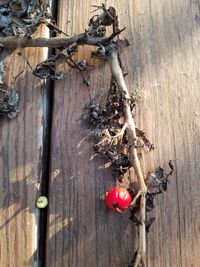 Close-up of red berries on wood
