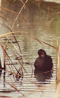 Bird in water